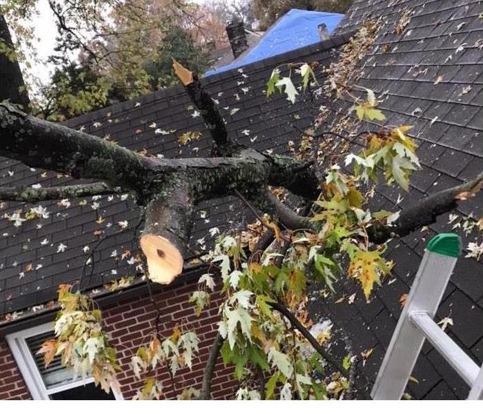 A tree on the roof of a home after a storm 